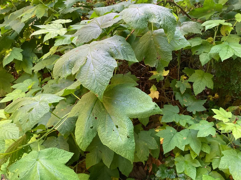 thimbleberry