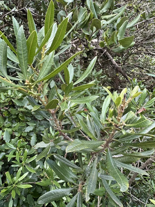 Pacific Wax myrtle