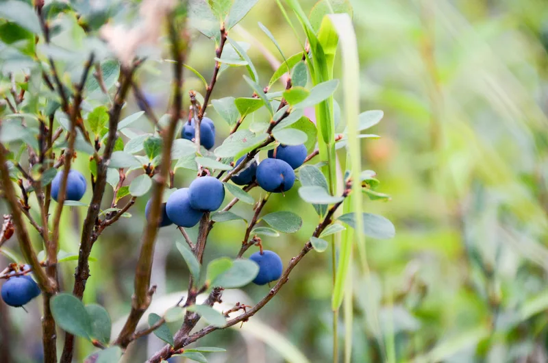 bog bilberry