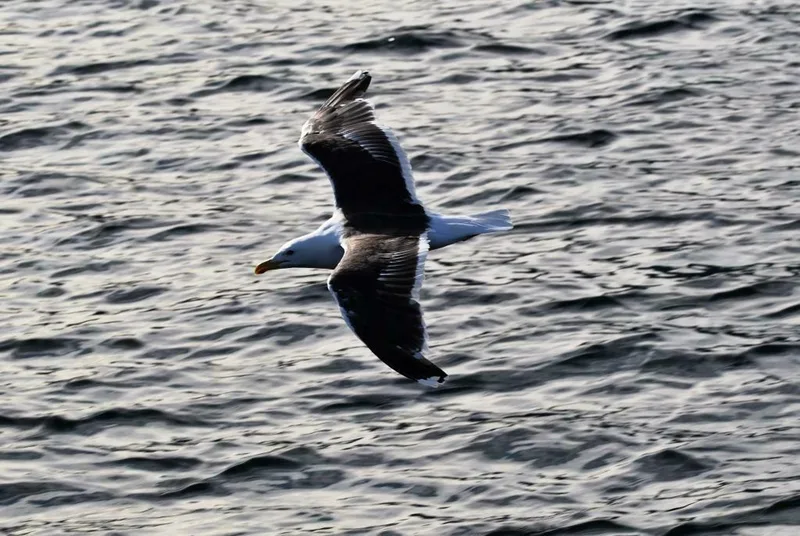 Great Black-backed Gull