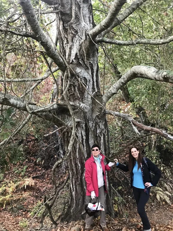Tanoak