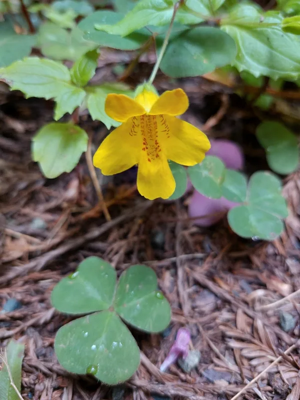 Coastal Monkeyflower