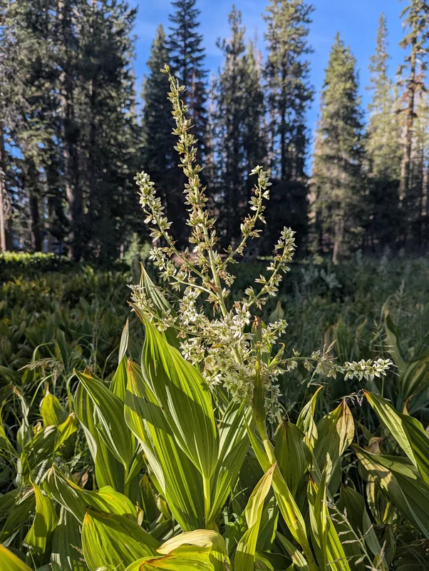 Corn Lily