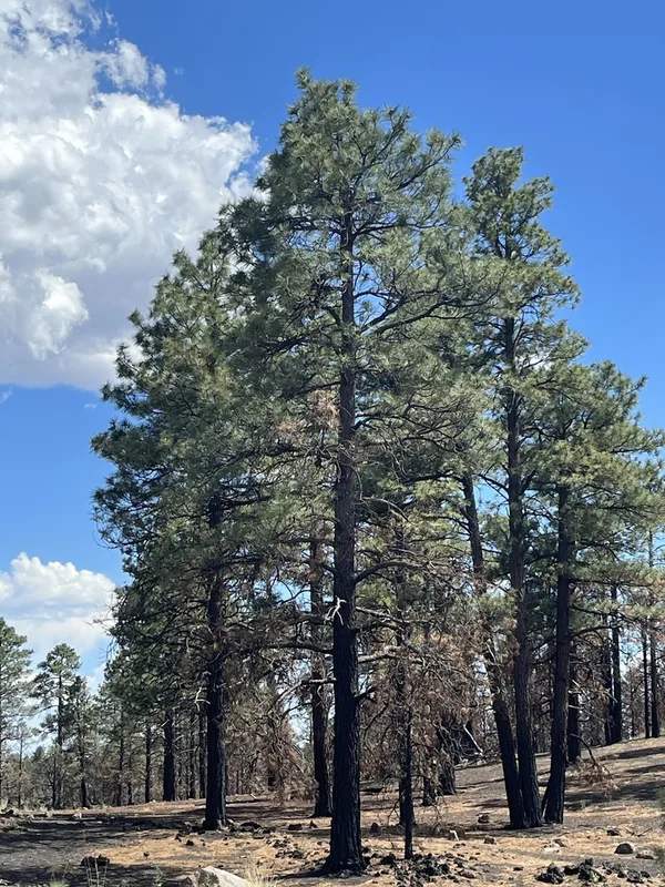 Southwestern Ponderosa Pine