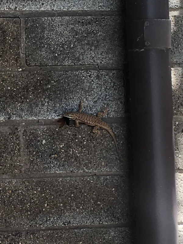 Plateau Fence Lizard