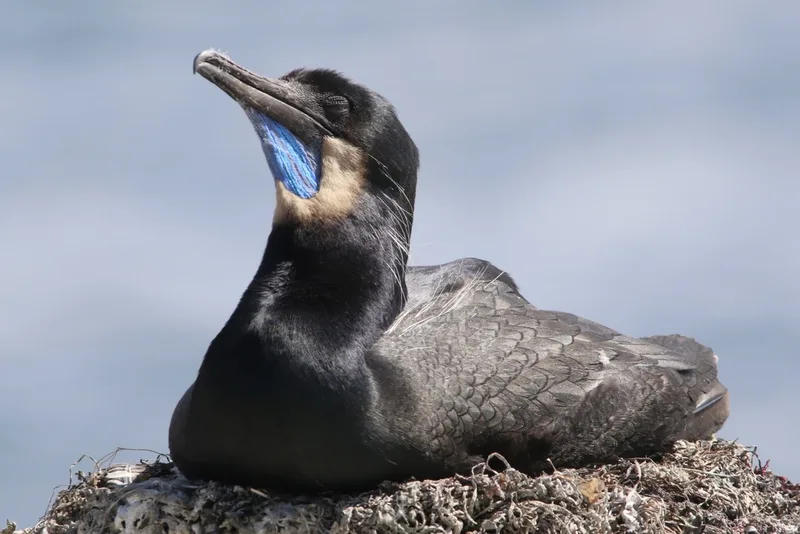 Brandt's Cormorant