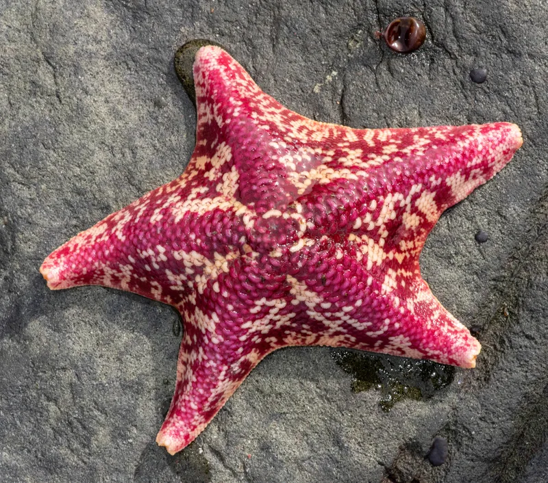 Bat Star