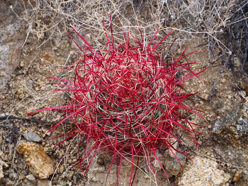 California Barrel Cactus