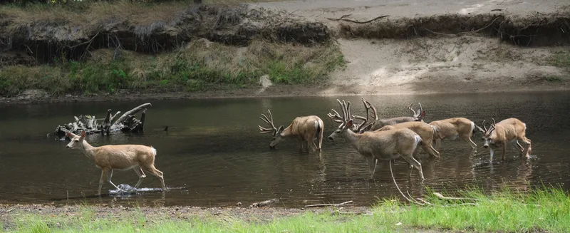 Mule Deer