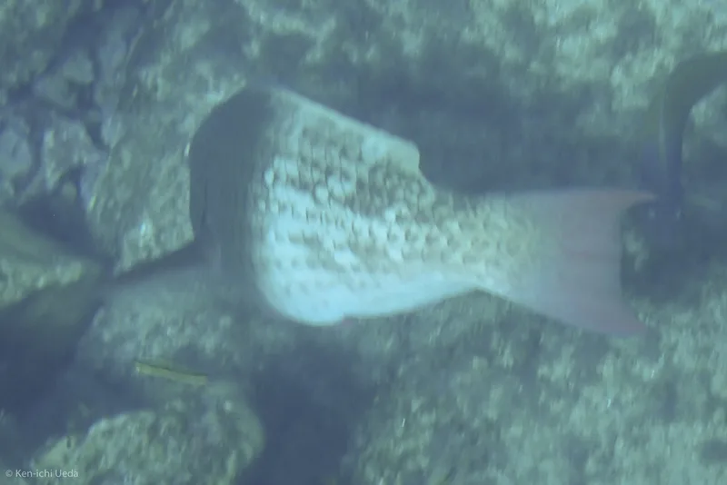 Redlip Parrotfish