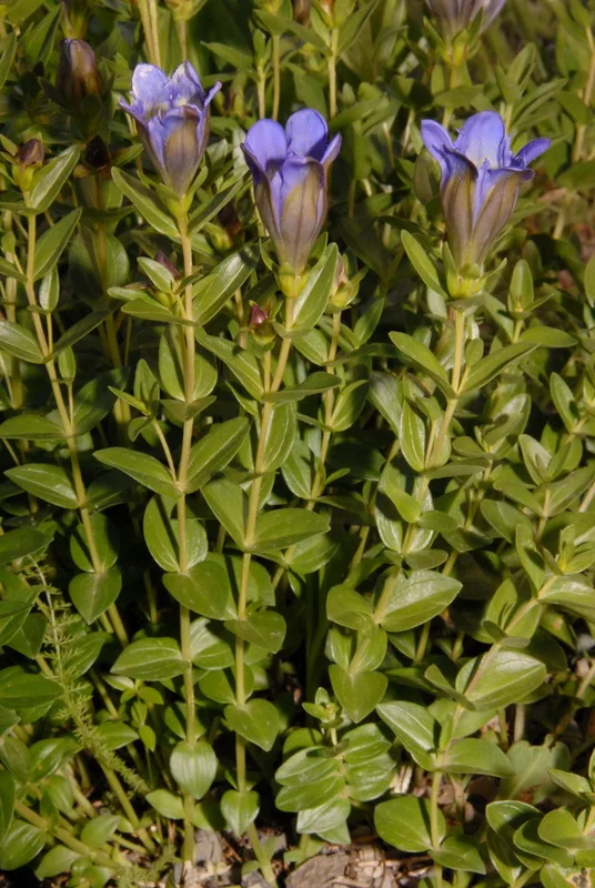 Mountain Bog Gentian