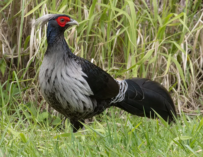 Kalij Pheasant