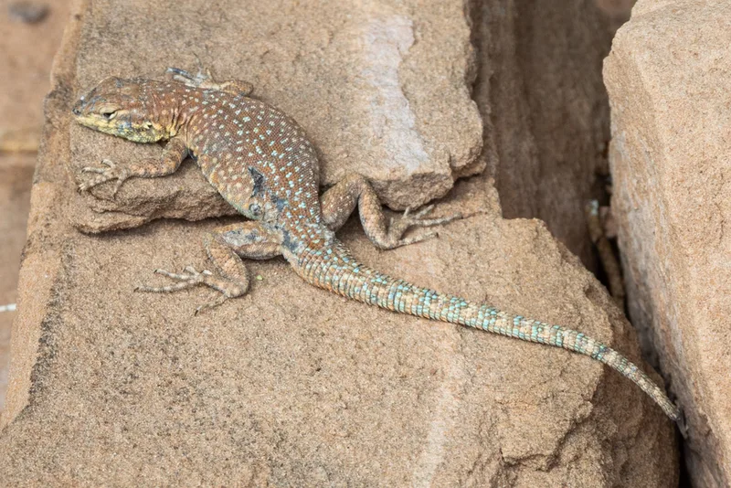 Common Side-blotched Lizard