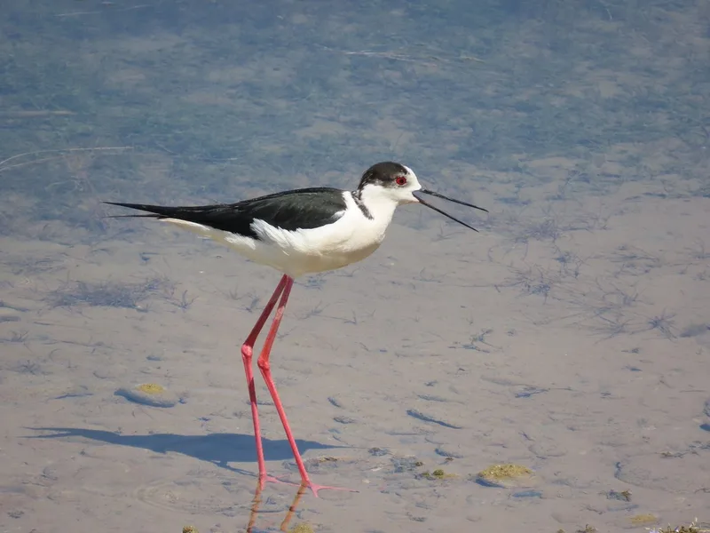 Black-winged Stilt
