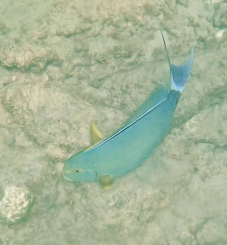 Yellowfin Surgeonfish