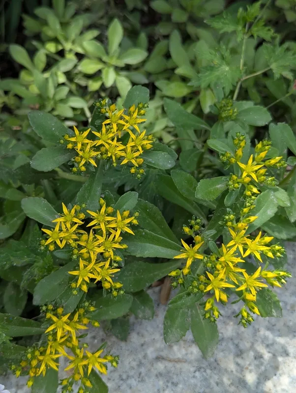 Aizoon Stonecrop