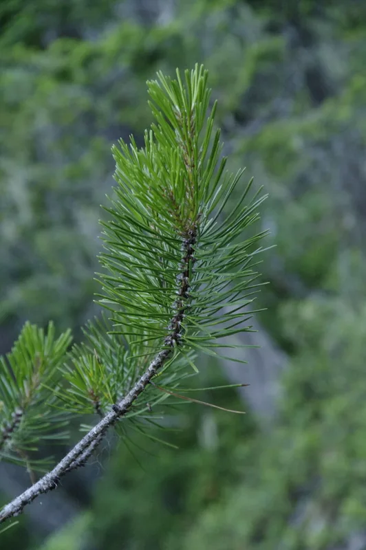 lodgepole pine