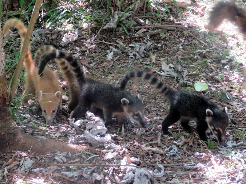 South American Coati