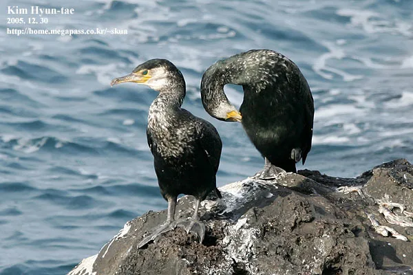 Japanese Cormorant