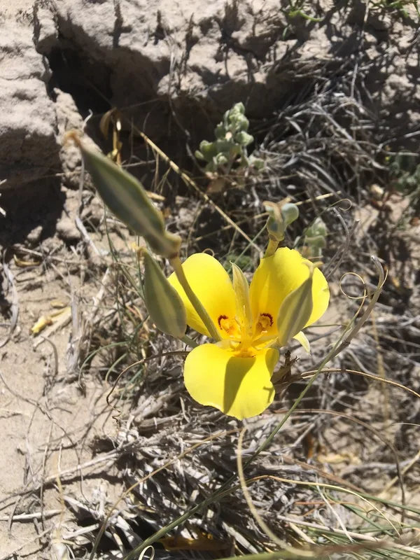 golden mariposa lily