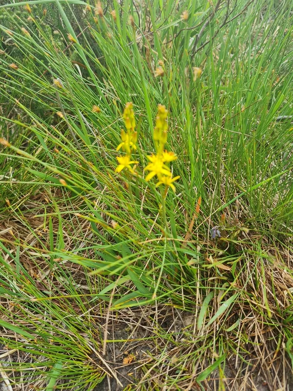 bog asphodel