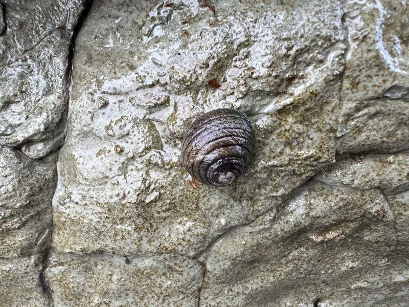 Spotted Top Snail