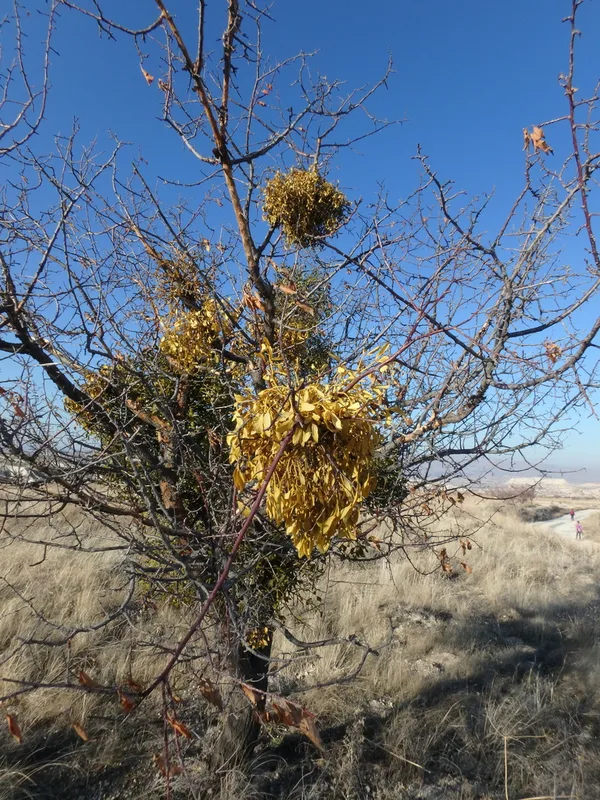 European mistletoe