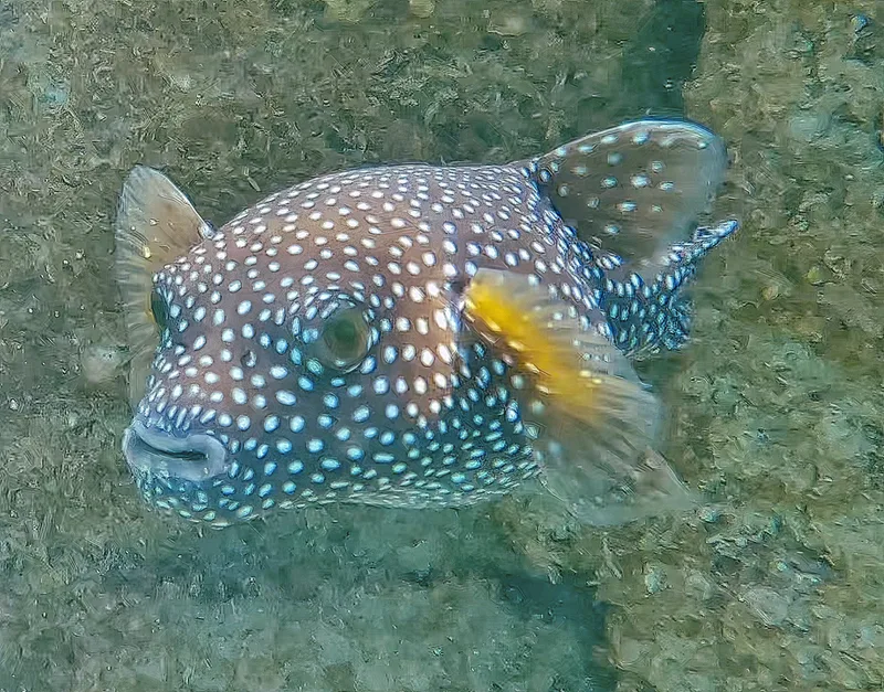 Guineafowl Puffer