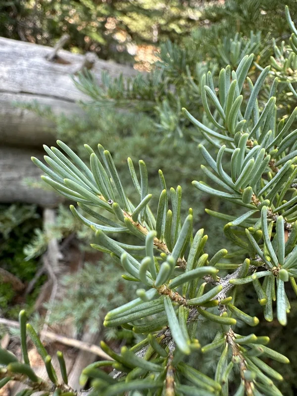 mountain hemlock