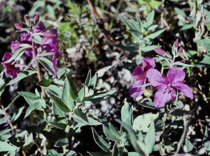 Dwarf Fireweed