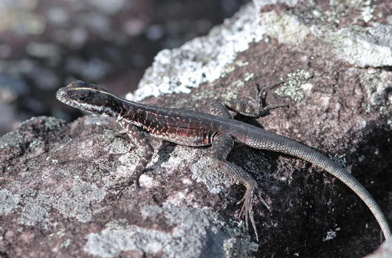 Striped Lava Lizard