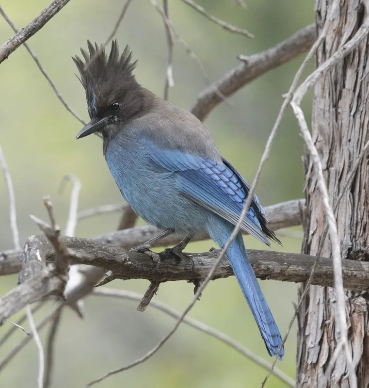 Steller's Jay