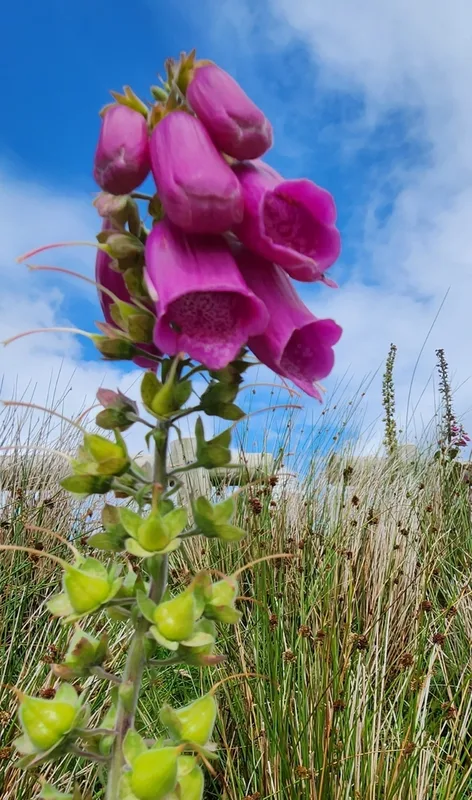 purple foxglove