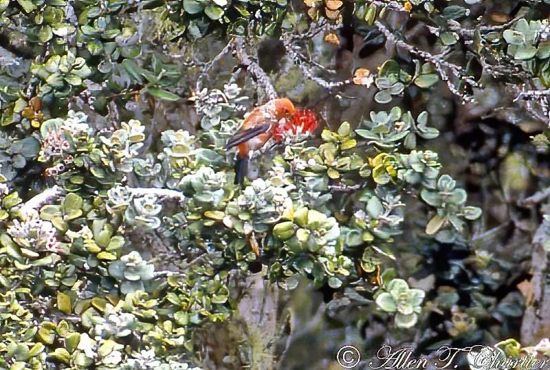 ʻApapane