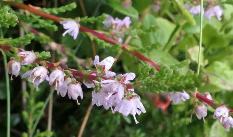 common heather