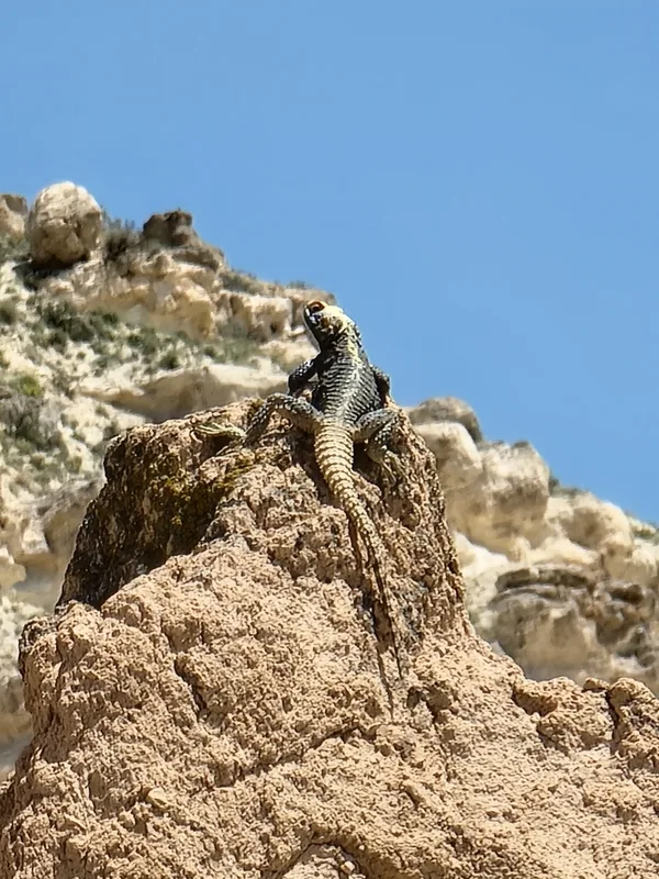 Roughtail Rock Agama