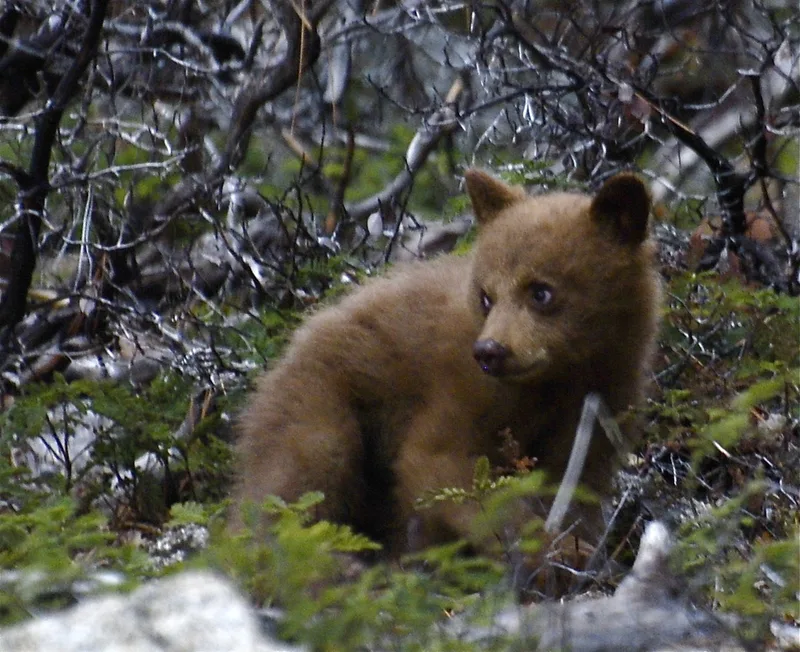 American Black Bear