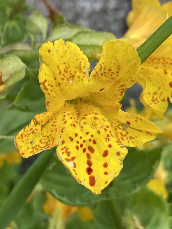 seep monkeyflower