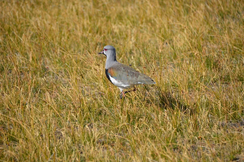 Southern Lapwing