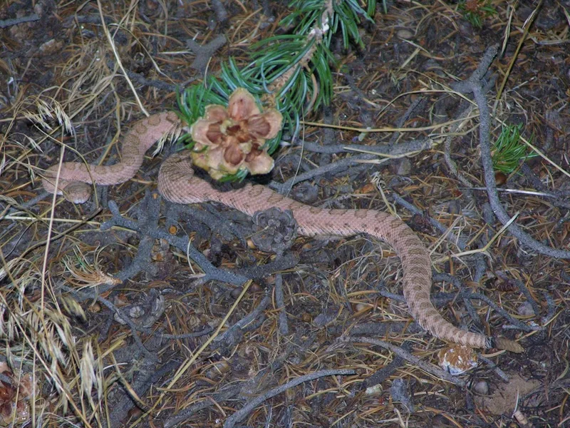 Western Rattlesnake