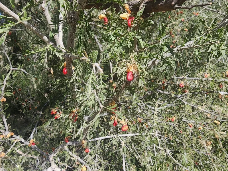 Texas lignum-vitae