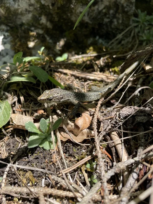 Mosor Rock Lizard