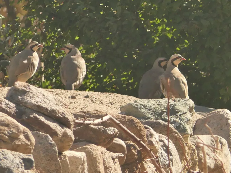 Chukar