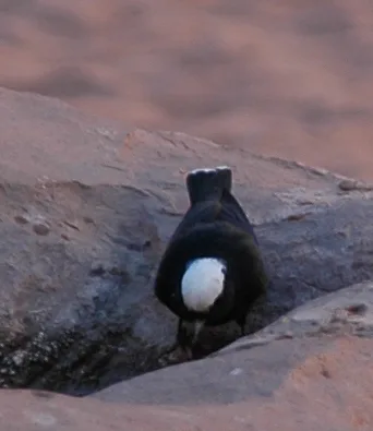 White-crowned Wheatear