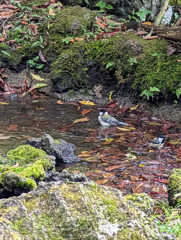Asian Tit