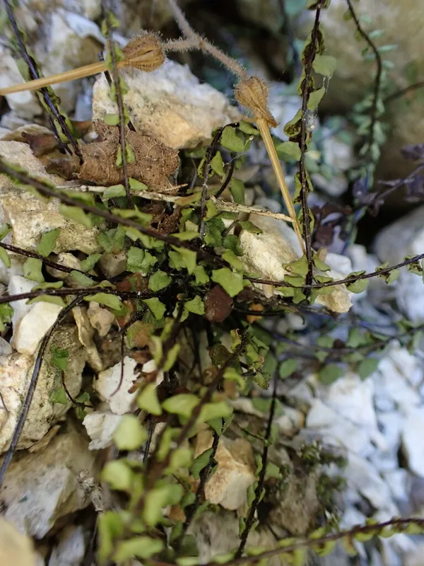 maidenhair spleenwort