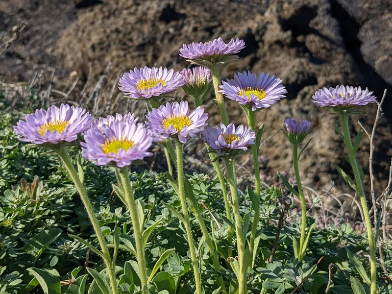 seaside daisy