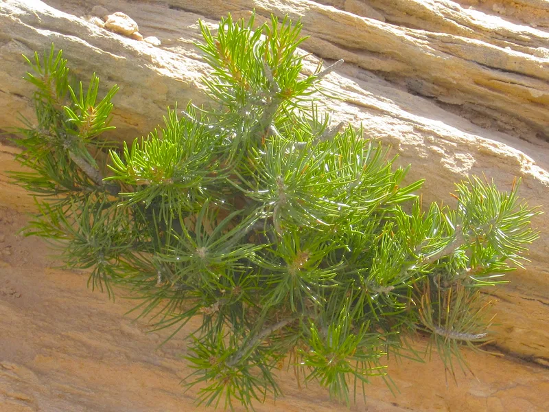 Colorado Pinyon