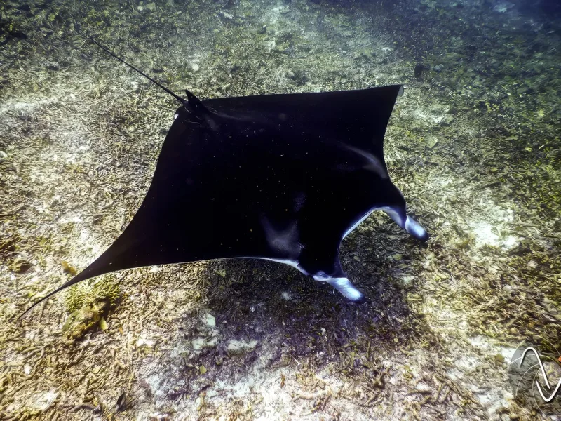 Reef Manta Ray