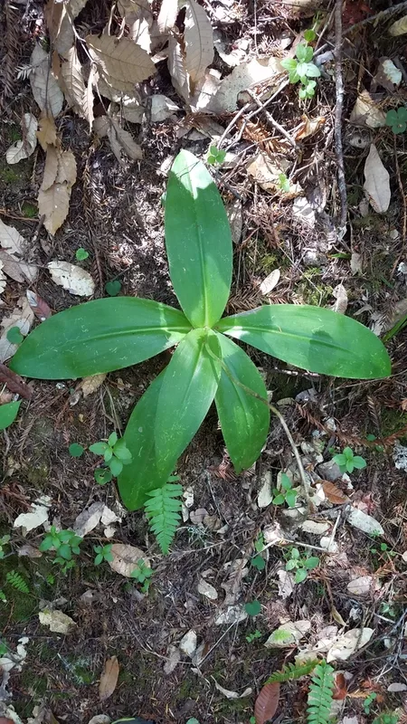 Andrews' Clintonia